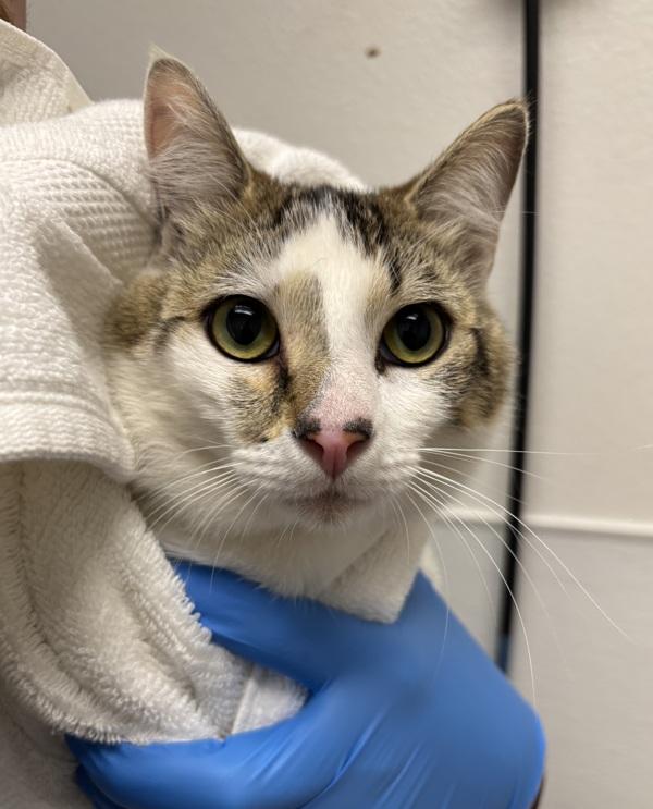 Enlarge Working Cat - Mr. Loaf, a Adoptable mixed breed in Silverdale, WA image 1/1