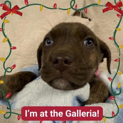 Donkey Kong, Adoptable, Puppy Male Mixed Breed & Mixed Breed.