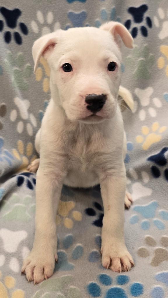 Chocolate, a Adoptable mixed breed in Murphysboro, IL image 1/4