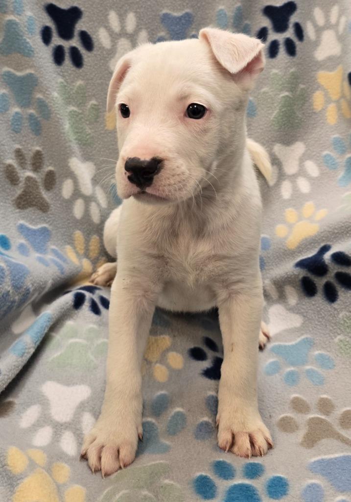 Chocolate, a Adoptable mixed breed in Murphysboro, IL image 2/4