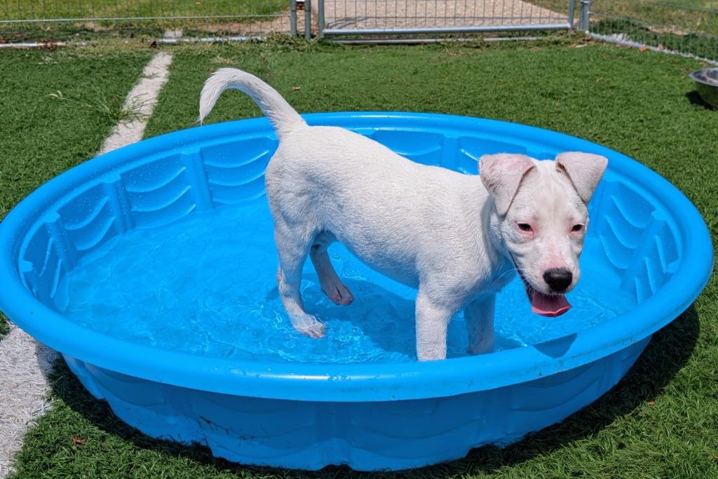 Chocolate, a Adoptable mixed breed in Murphysboro, IL image 3/4