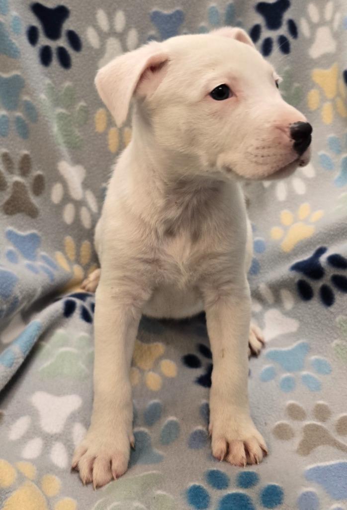 Chocolate, a Adoptable mixed breed in Murphysboro, IL image 4/4