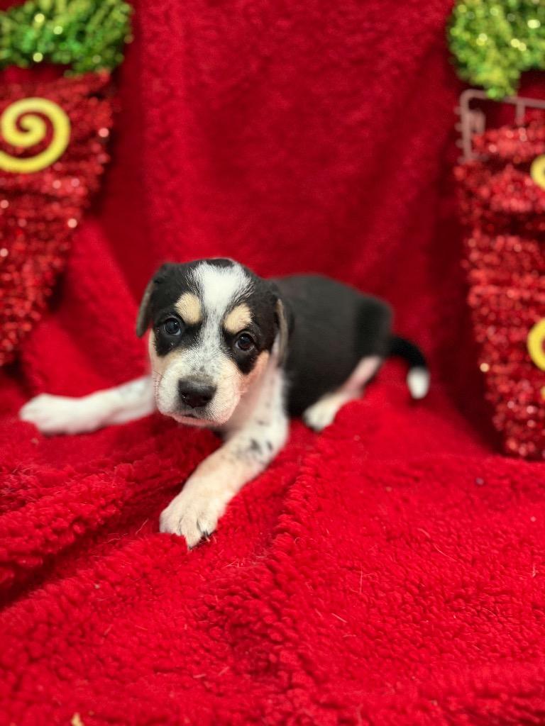 Maroon, Adoptable, Puppy Female Labrador Retriever.