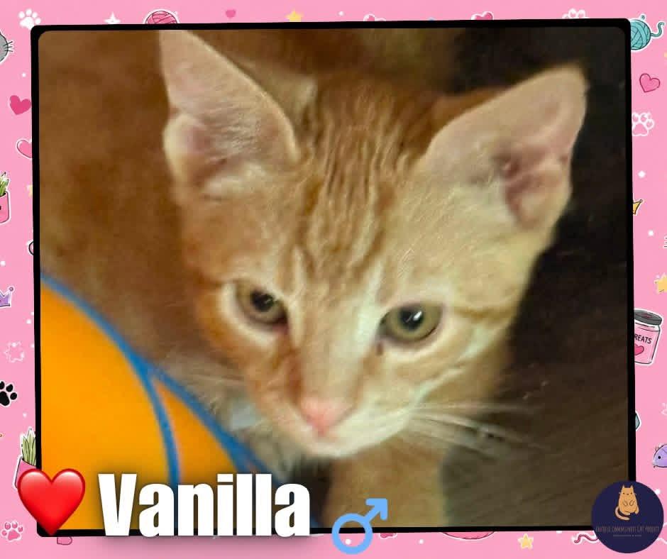 Vanilla kitten, ADOPTABLE, Kitten Male Domestic Short Hair.