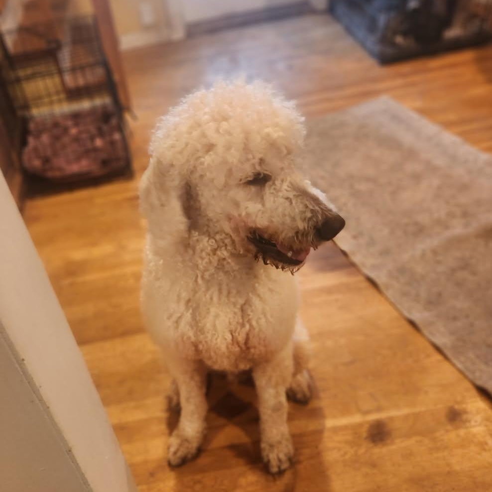 Enlarge Teddy, a ADOPTABLE Poodle in Puyallup, WA image 3/3