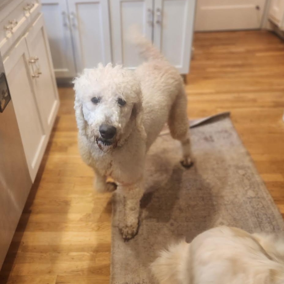 Enlarge Teddy, a ADOPTABLE Poodle in Puyallup, WA image 2/3