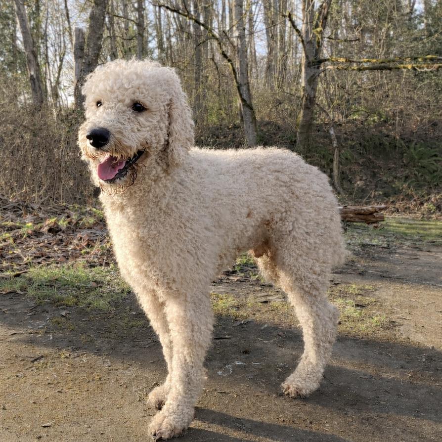 Teddy, ADOPTABLE, Young Male Poodle.