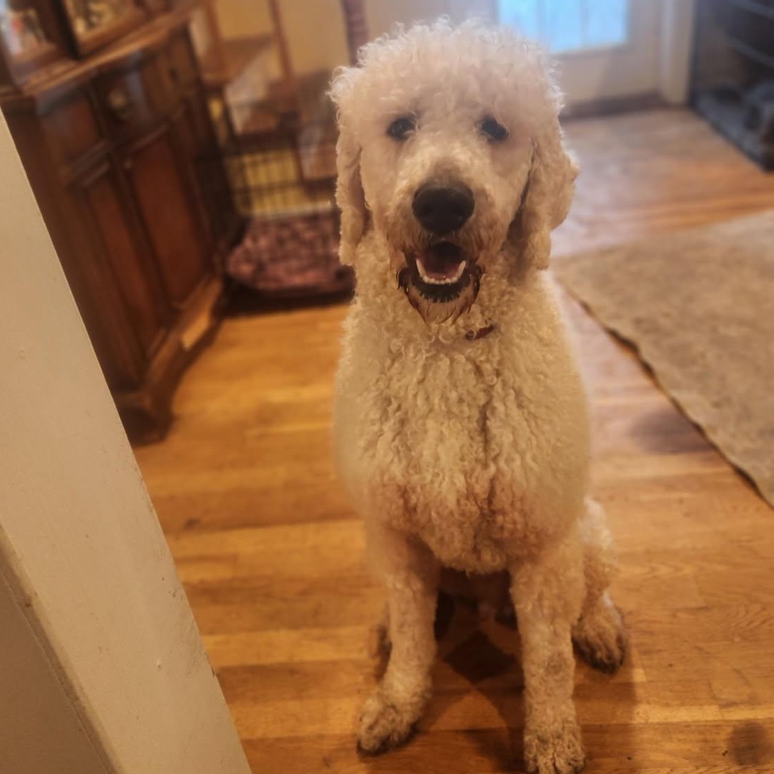 Teddy, ADOPTABLE, Young Male Poodle.
