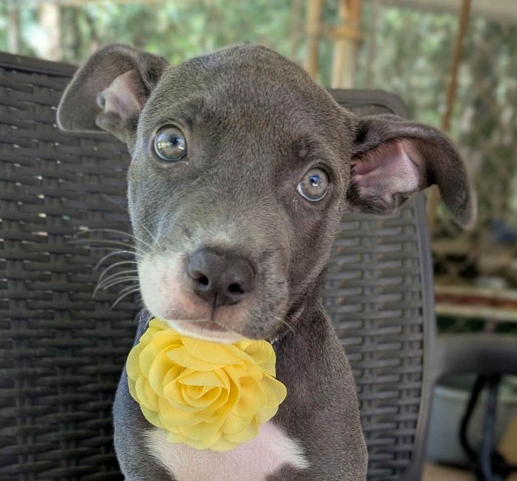Rynn, adopted, Puppy Female Terrier & Bulldog.