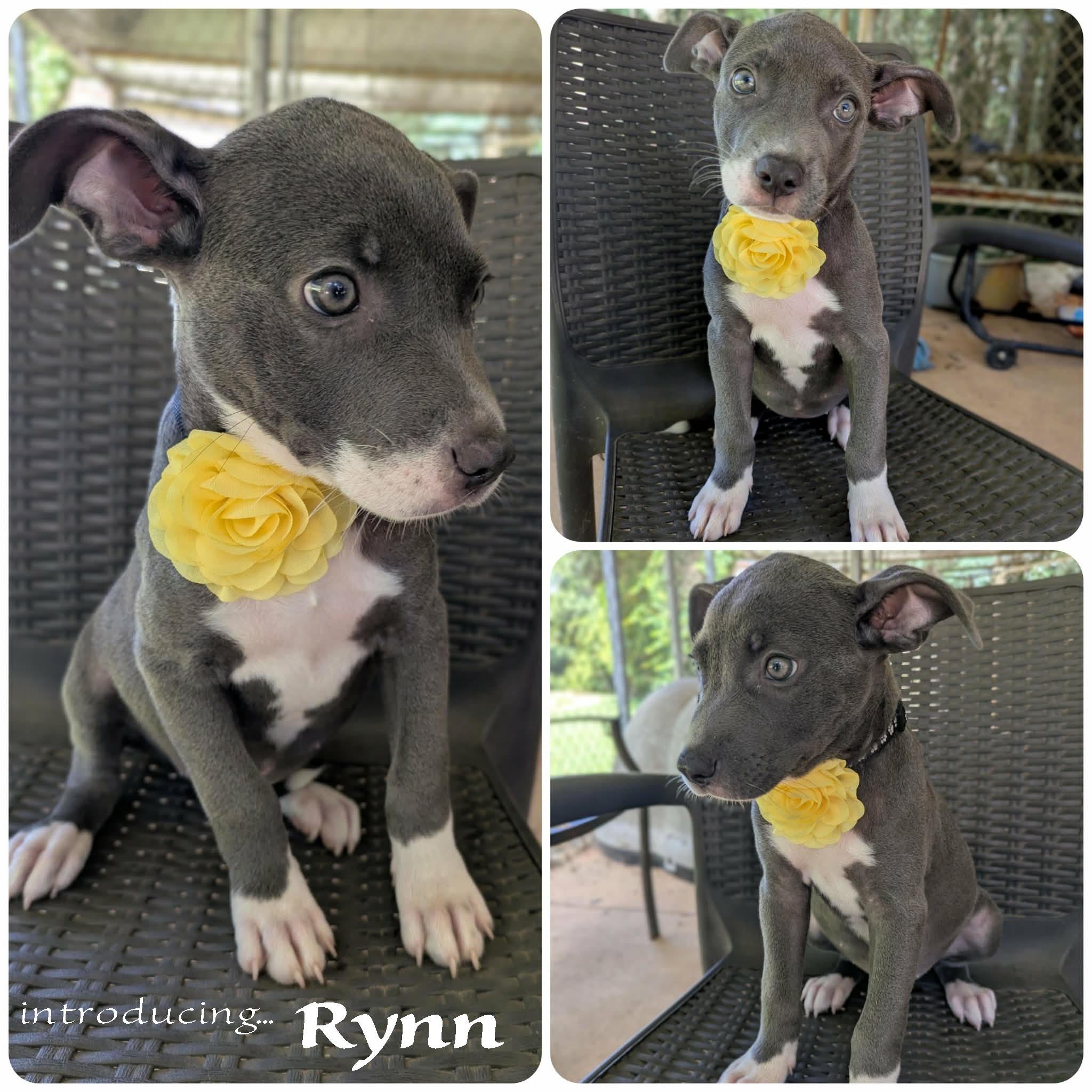 Rynn, an adopted mixed breed in Ozark, AL image 2/4