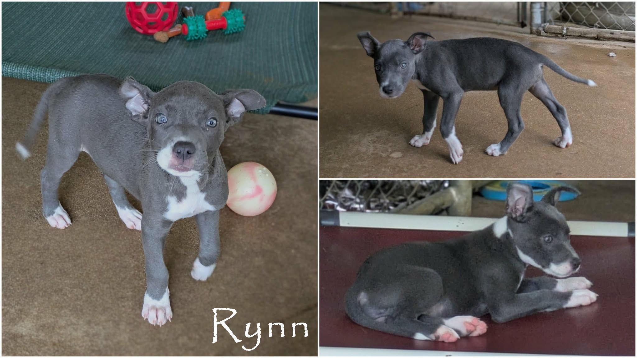 Rynn, an adopted mixed breed in Ozark, AL image 4/4