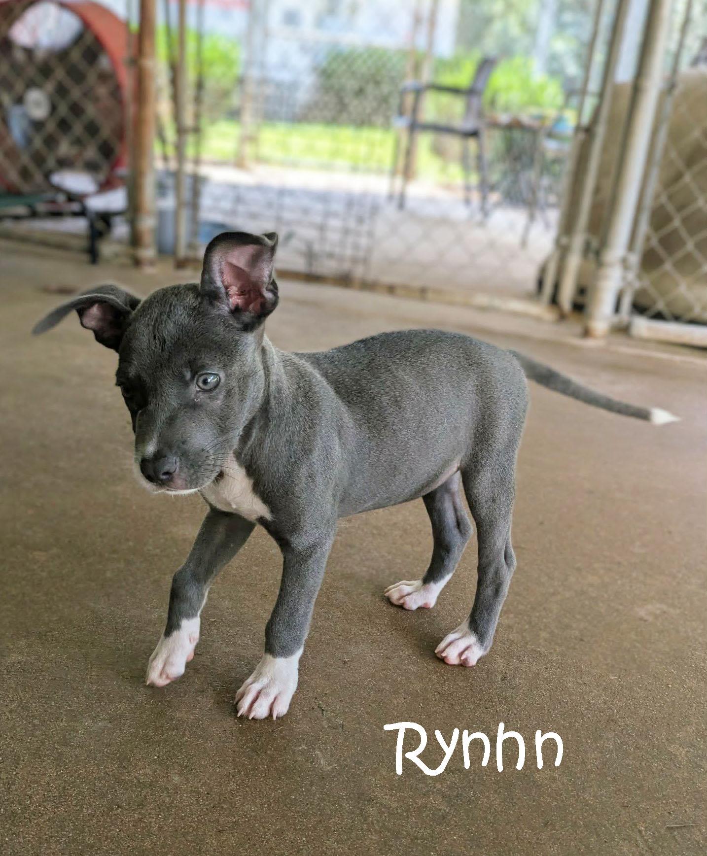 Rynn, an adopted mixed breed in Ozark, AL image 3/4