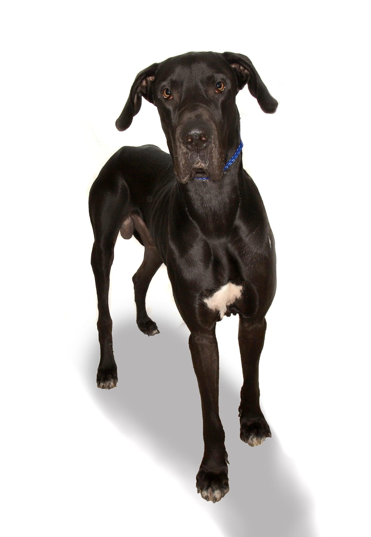 King, Adoptable, Adult Male Great Dane.