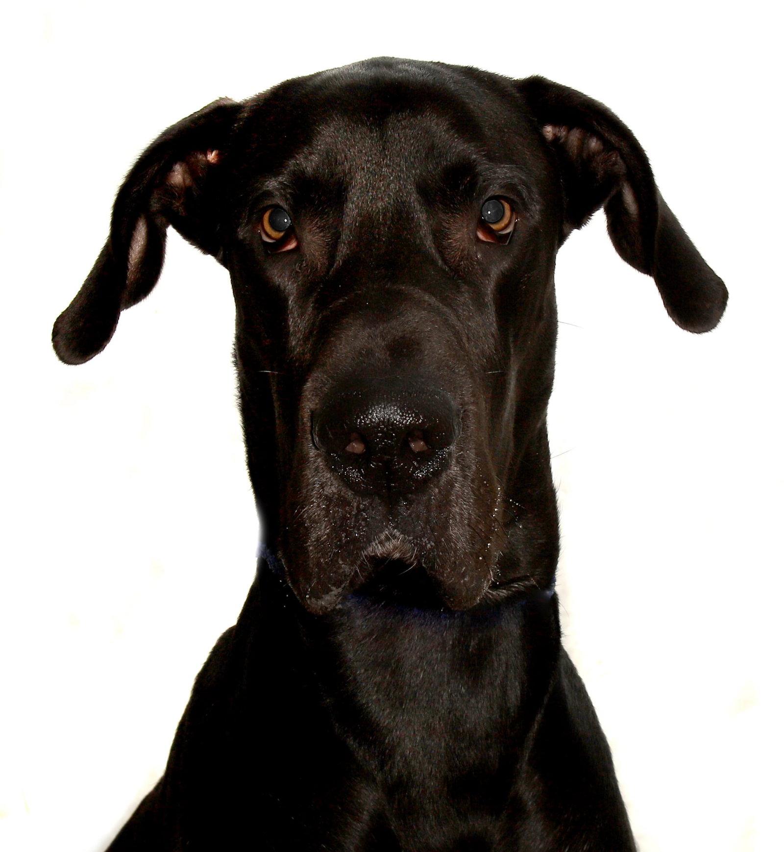 Enlarge King, a Adoptable Great Dane in Oakland Park, FL image 2/2