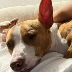 Enlarge KODA, a Adoptable mixed breed in Largo, FL image 3/6