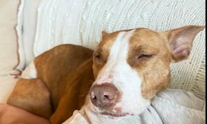 Enlarge KODA, a Adoptable mixed breed in Largo, FL image 4/6