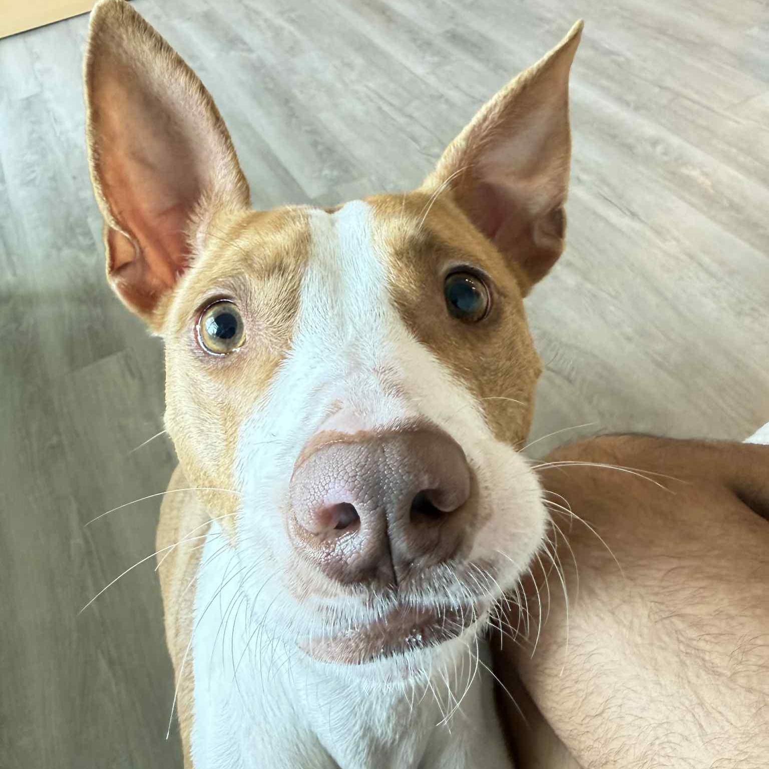 KODA, Adoptable, Young Male Basenji.