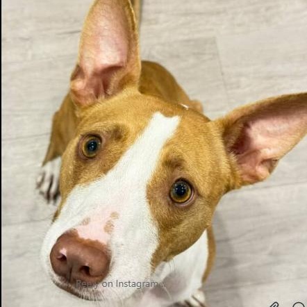 Enlarge KODA, a Adoptable mixed breed in Largo, FL image 6/6