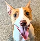 Enlarge KODA, a Adoptable mixed breed in Largo, FL image 2/6