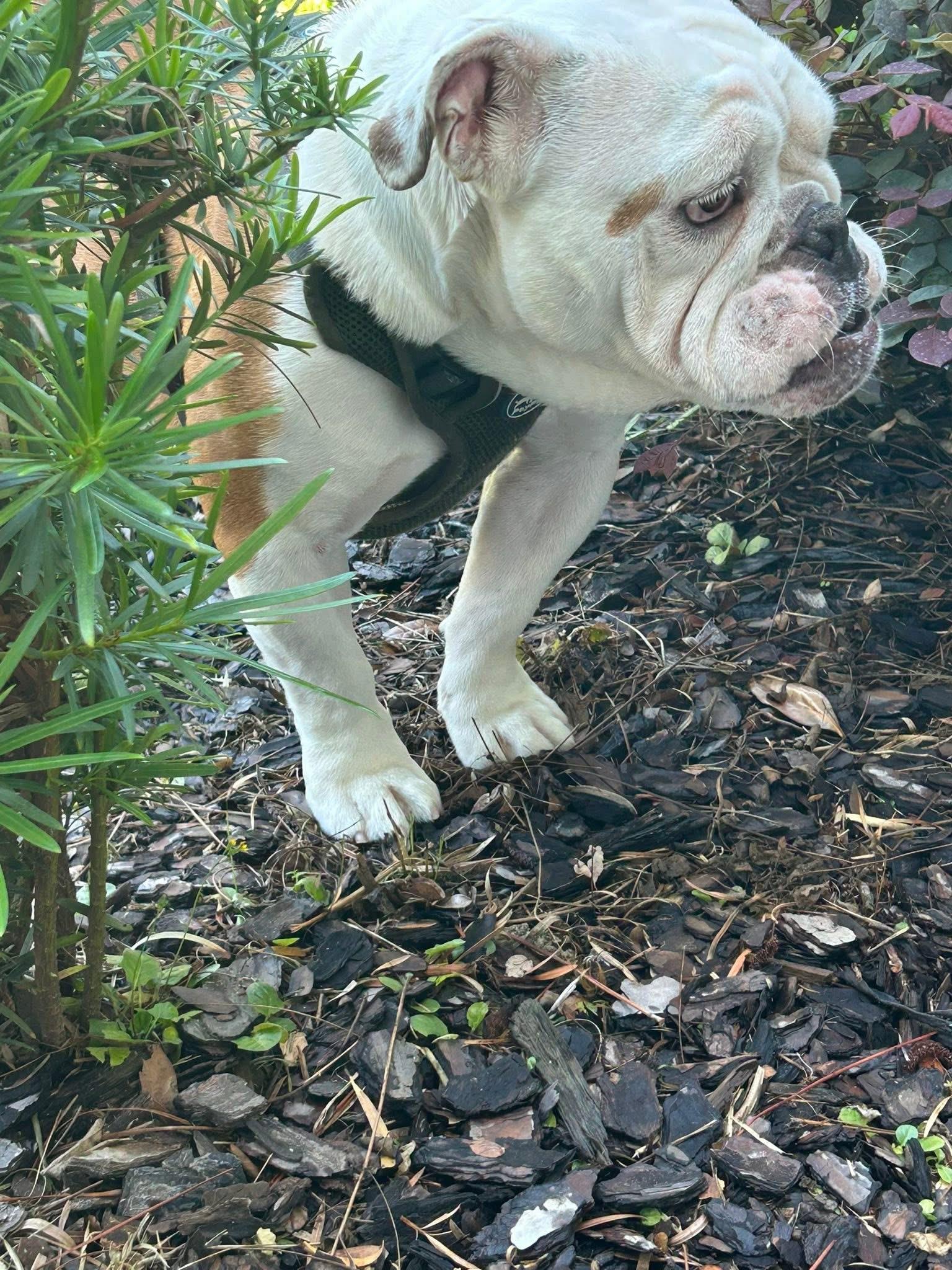 Sarge, Adopted, Young Male English Bulldog.