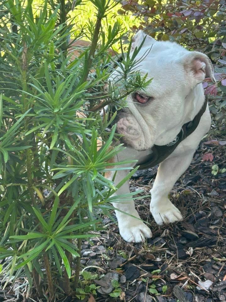 Enlarge Sarge, a Adopted English Bulldog in Palm Coast, FL image 2/5