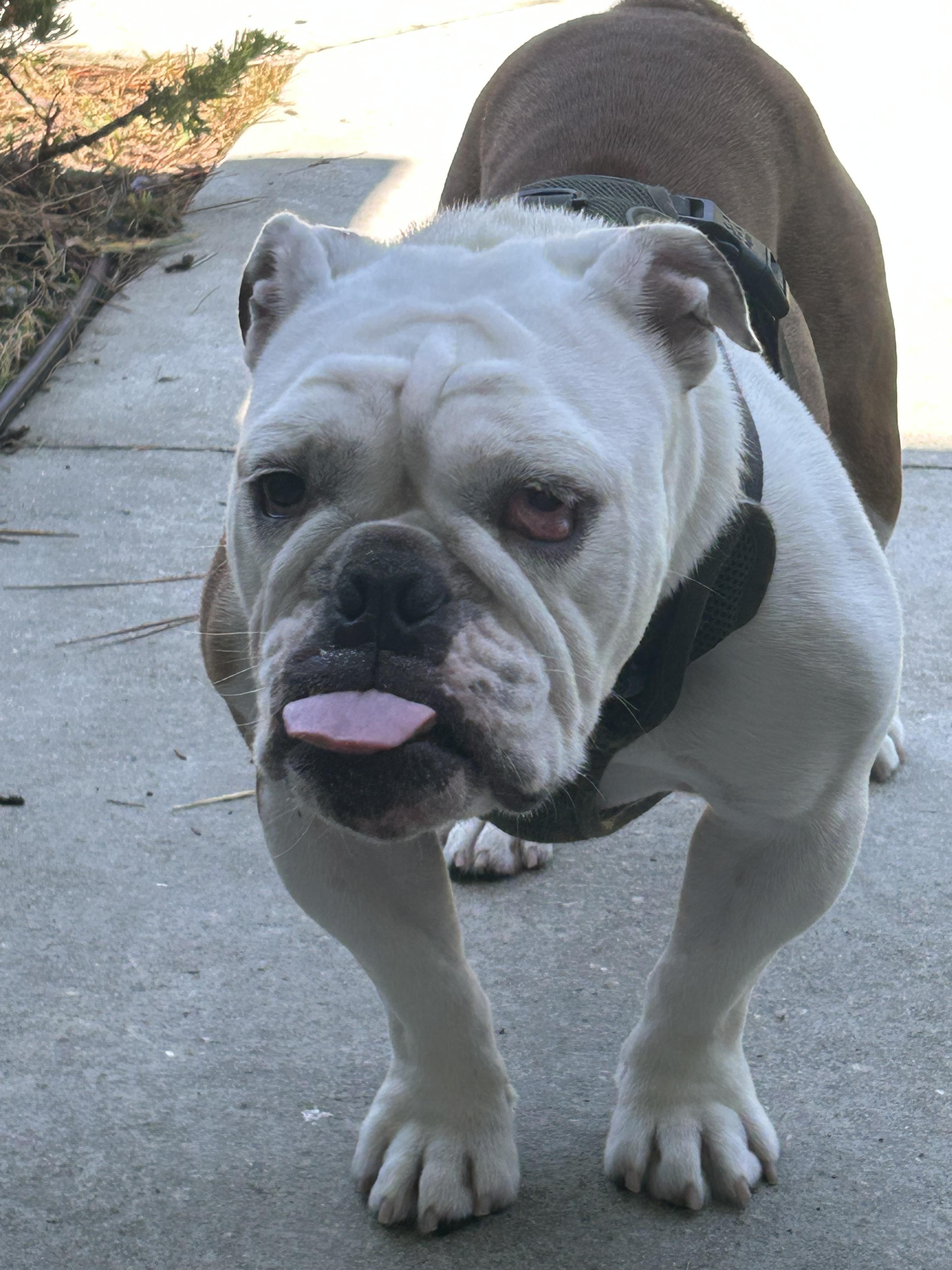 Enlarge Sarge, a Adopted English Bulldog in Palm Coast, FL image 3/5