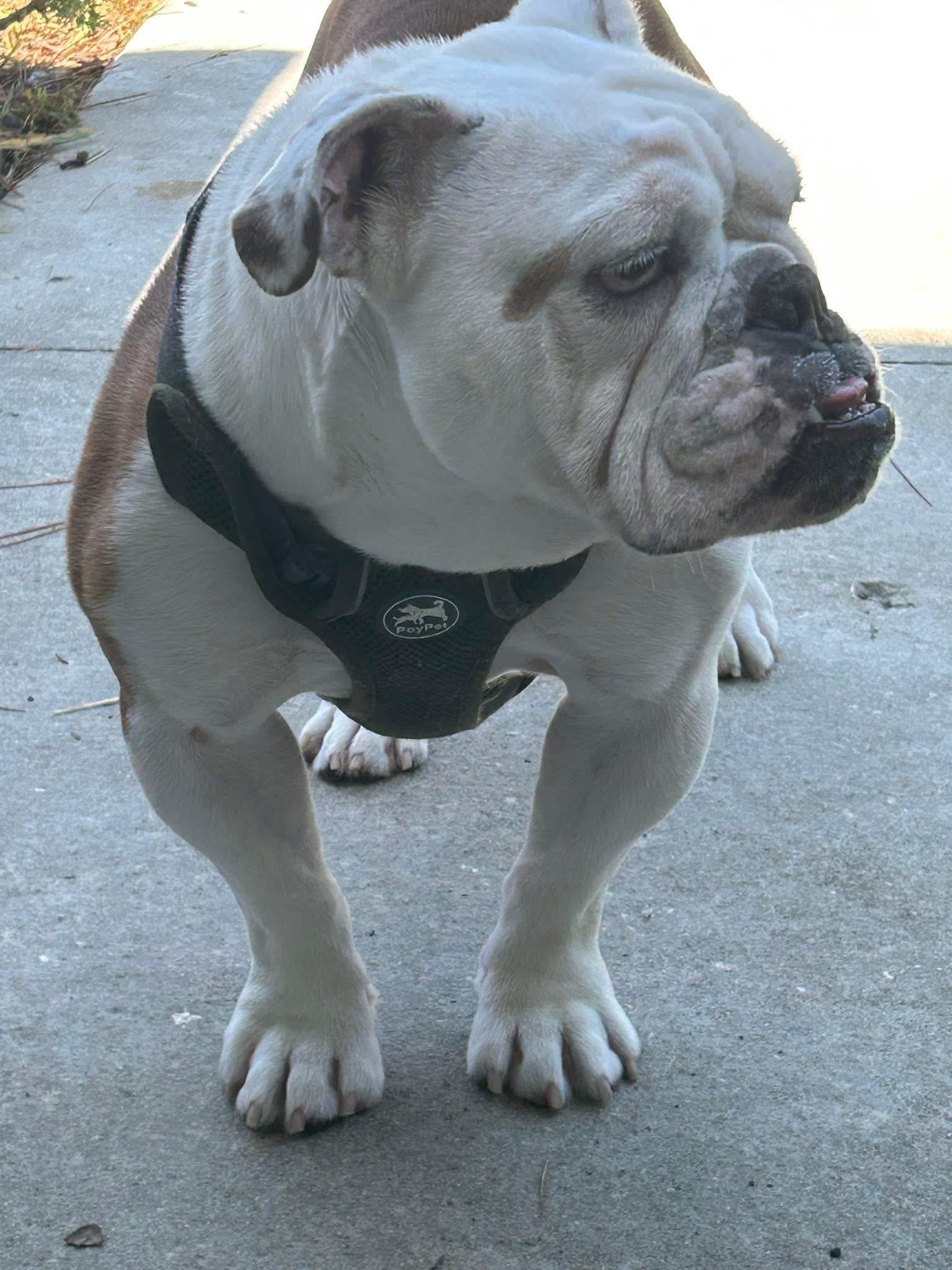 Enlarge Sarge, a Adopted English Bulldog in Palm Coast, FL image 4/5