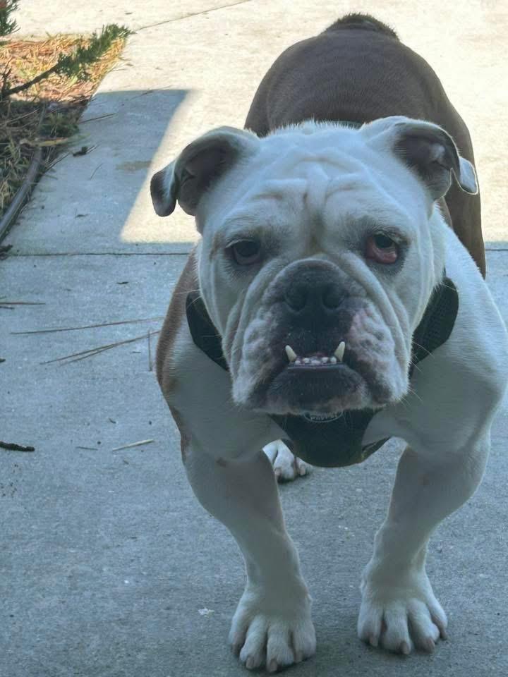 Enlarge Sarge, a Adopted English Bulldog in Palm Coast, FL image 5/5