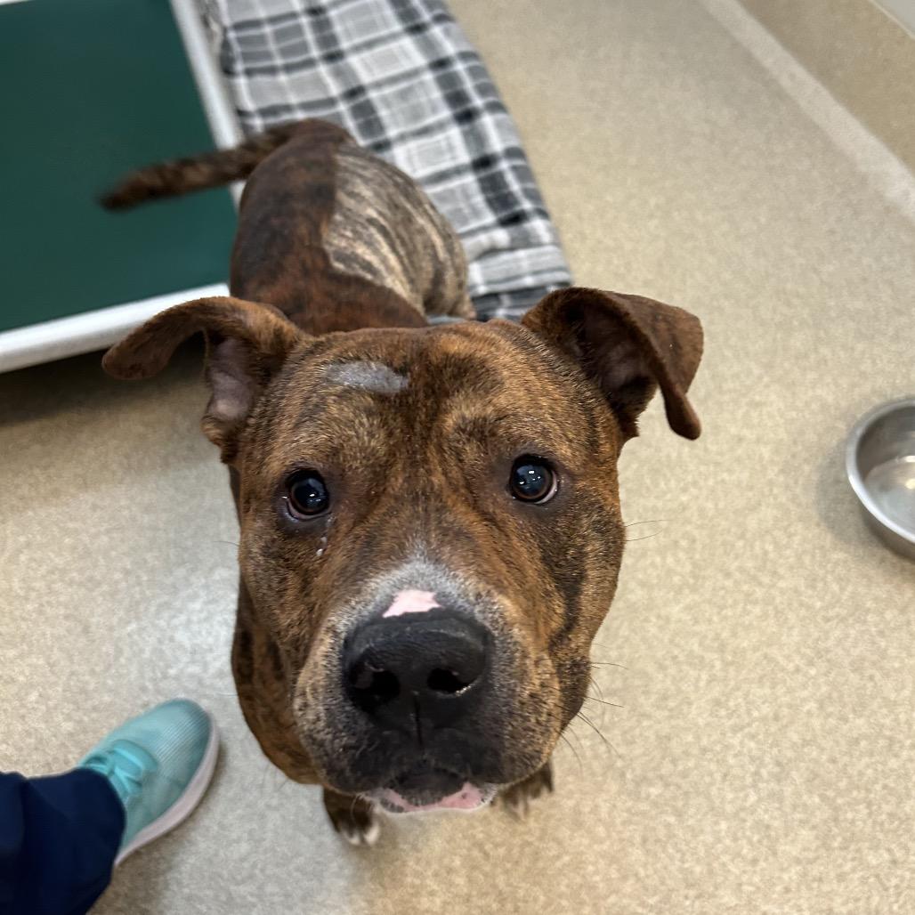 Drumstick — thumbnail 2