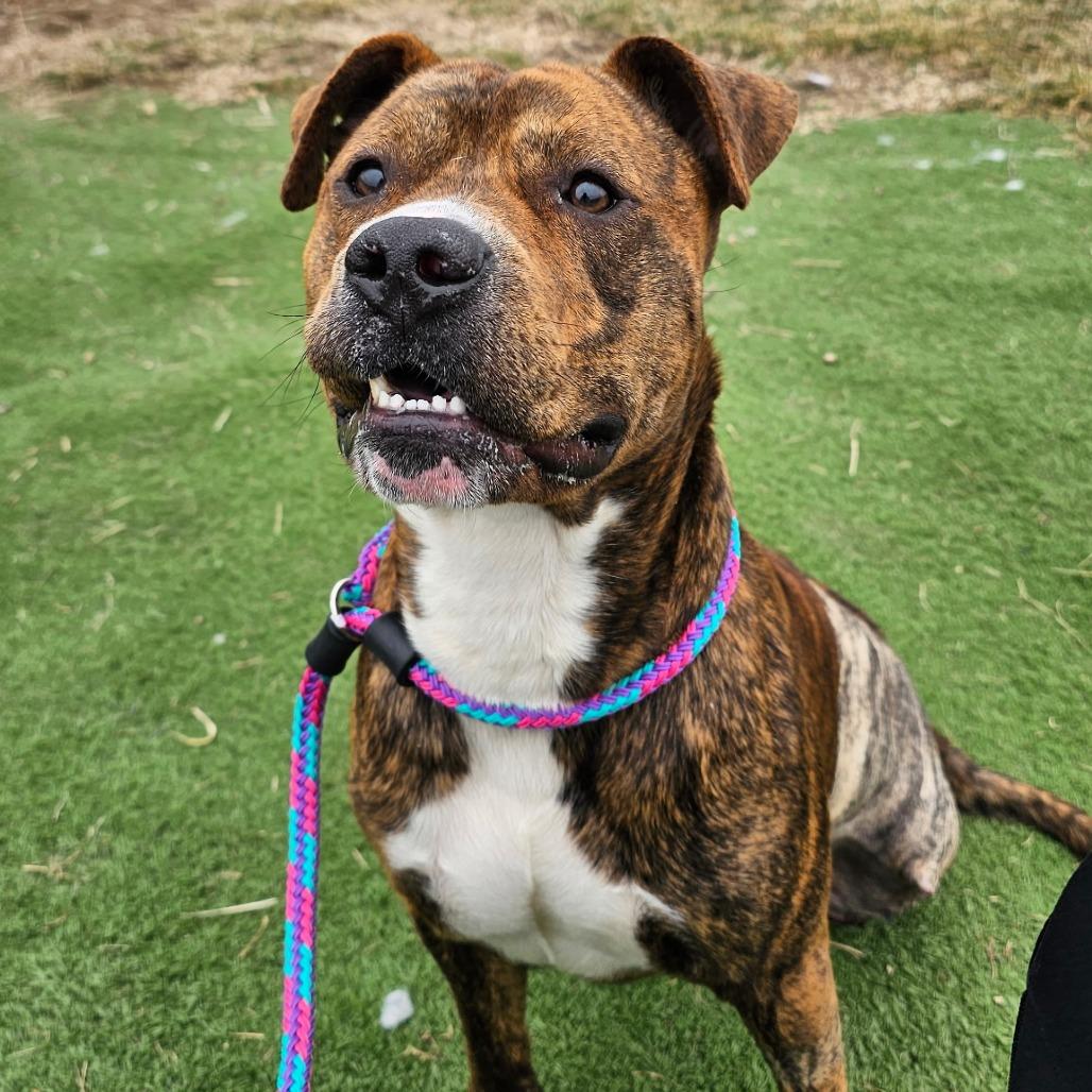 Drumstick — thumbnail 3