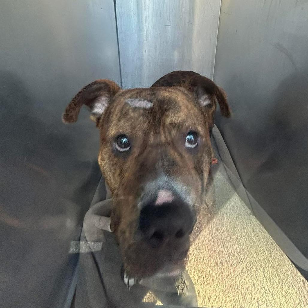 Drumstick — thumbnail 4