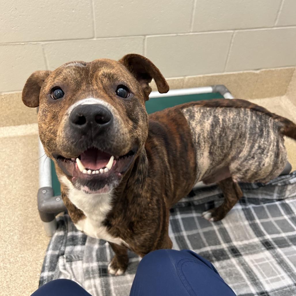 Drumstick — thumbnail 5