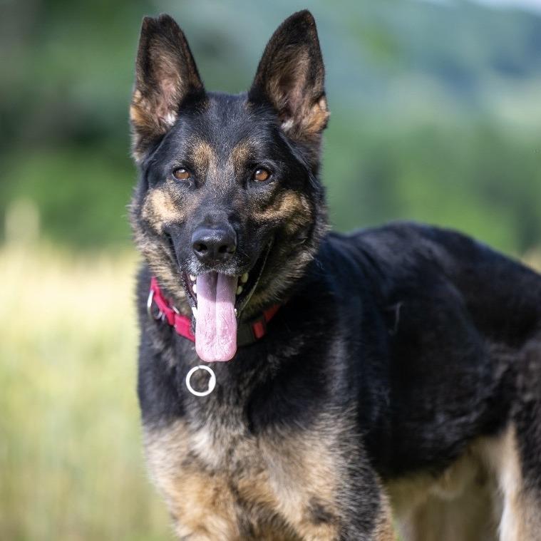 Tsuga (26-181), Adoptable, Adult Male German Shepherd Dog.