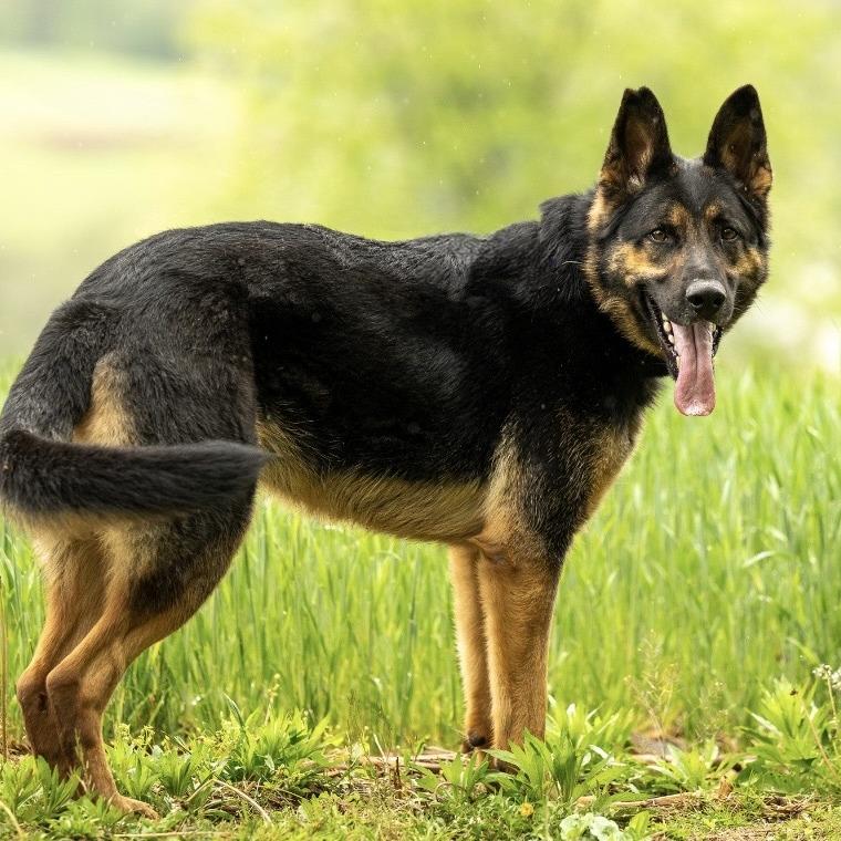 Tsuga (26-181), a Adoptable German Shepherd Dog in New Ringgold, PA image 2/6