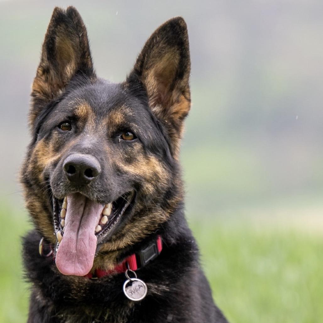 Enlarge Tsuga (26-181), a Adoptable German Shepherd Dog in New Ringgold, PA image 1/6