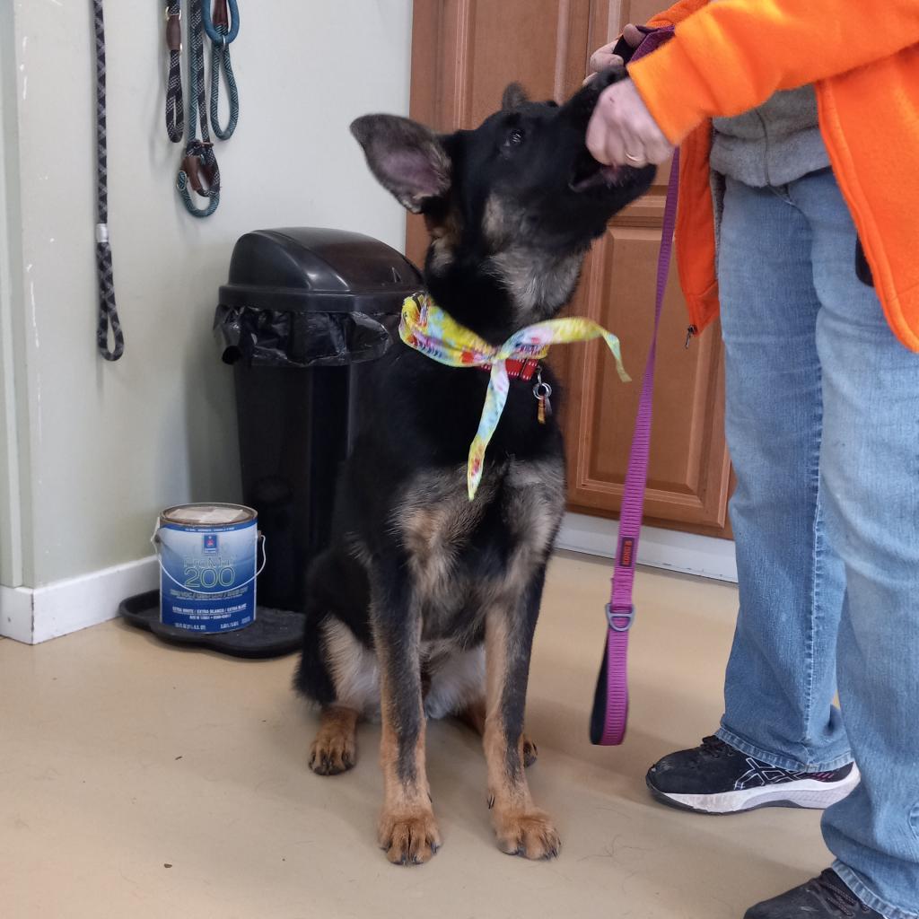 Enlarge Tsuga (26-181), a Adoptable German Shepherd Dog in New Ringgold, PA image 2/6