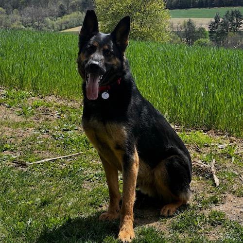Enlarge Tsuga (26-181), a Adoptable German Shepherd Dog in New Ringgold, PA image 3/6