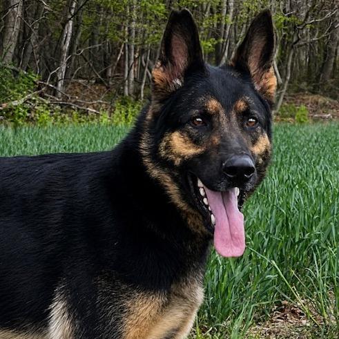 Enlarge Tsuga (26-181), a Adoptable German Shepherd Dog in New Ringgold, PA image 4/6