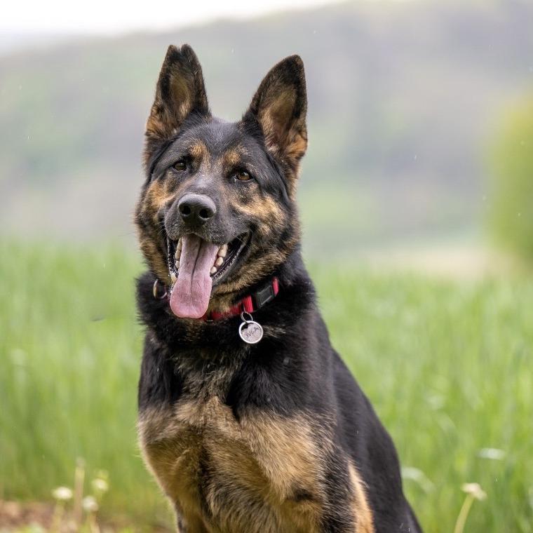Tsuga (26-181), a Adoptable German Shepherd Dog in New Ringgold, PA image 5/6