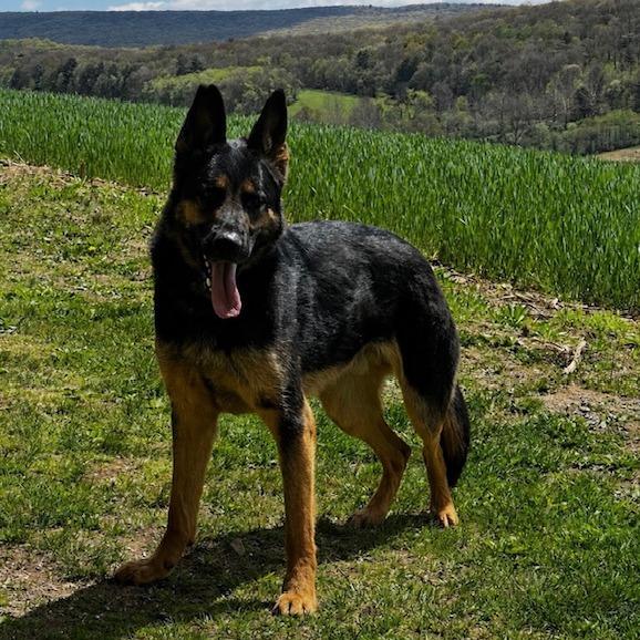 Enlarge Tsuga (26-181), a Adoptable German Shepherd Dog in New Ringgold, PA image 5/6