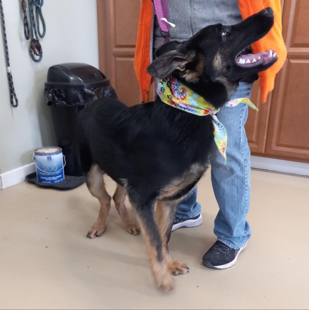Enlarge Tsuga (26-181), a Adoptable German Shepherd Dog in New Ringgold, PA image 6/6