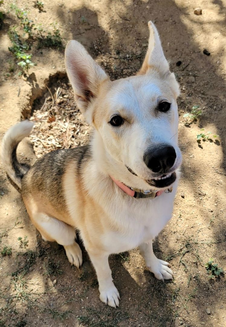 Kacie, a Adoptable mixed breed in Lake Arrowhead, CA image 1/6