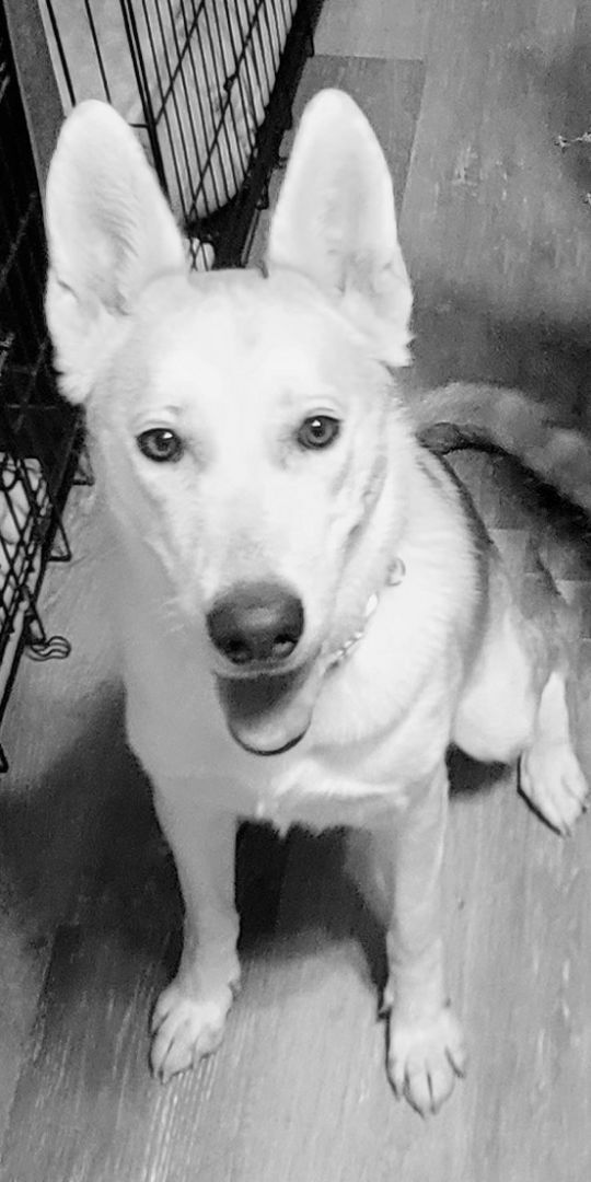 Kacie, a Adoptable mixed breed in Lake Arrowhead, CA image 2/6