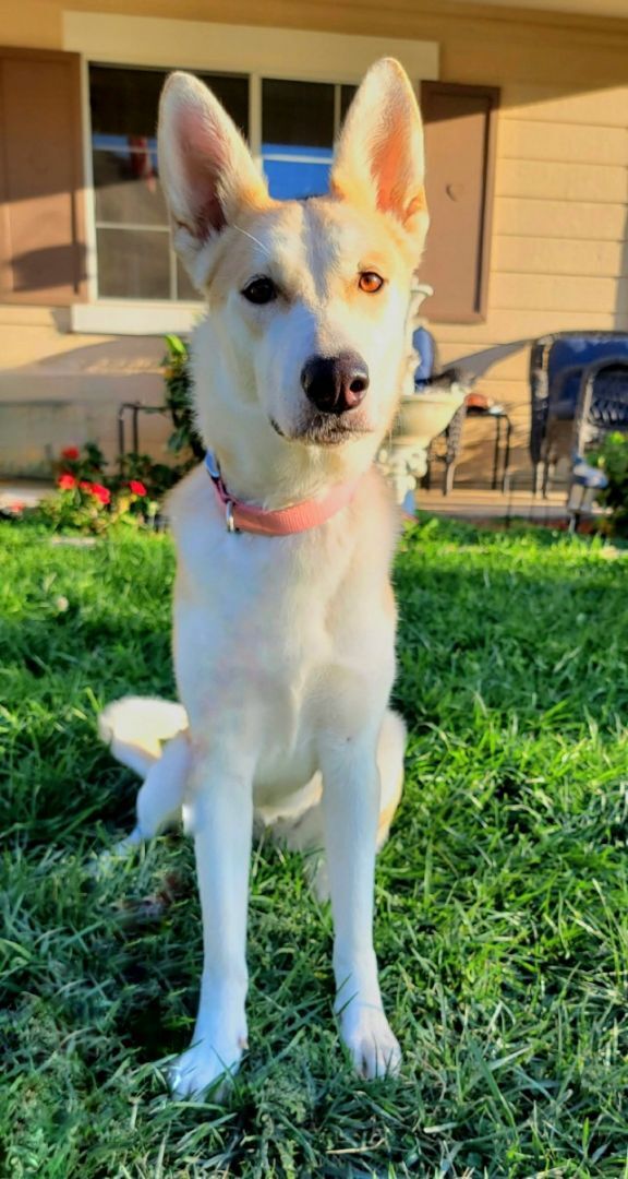 Kacie, a Adoptable mixed breed in Lake Arrowhead, CA image 3/6