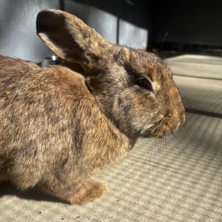 Cotton Cuddles, Adoptable, Young Female American.