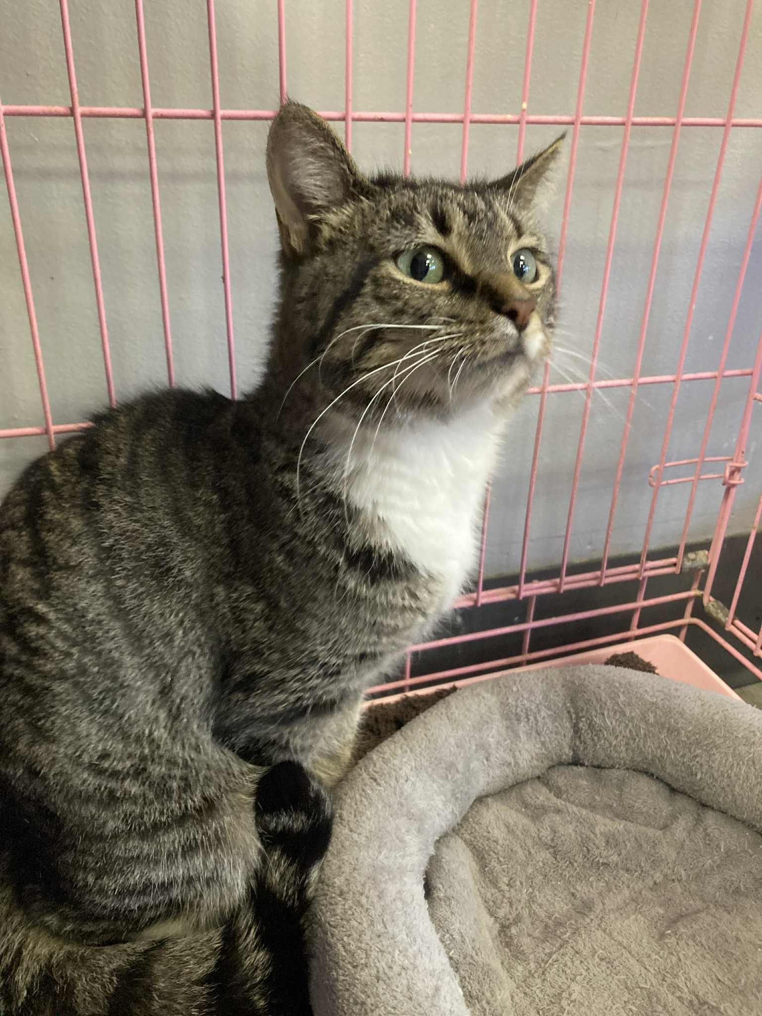 Cheesecake - Must Apply in Person, a Adoptable mixed breed in Georgetown, KY image 1/2