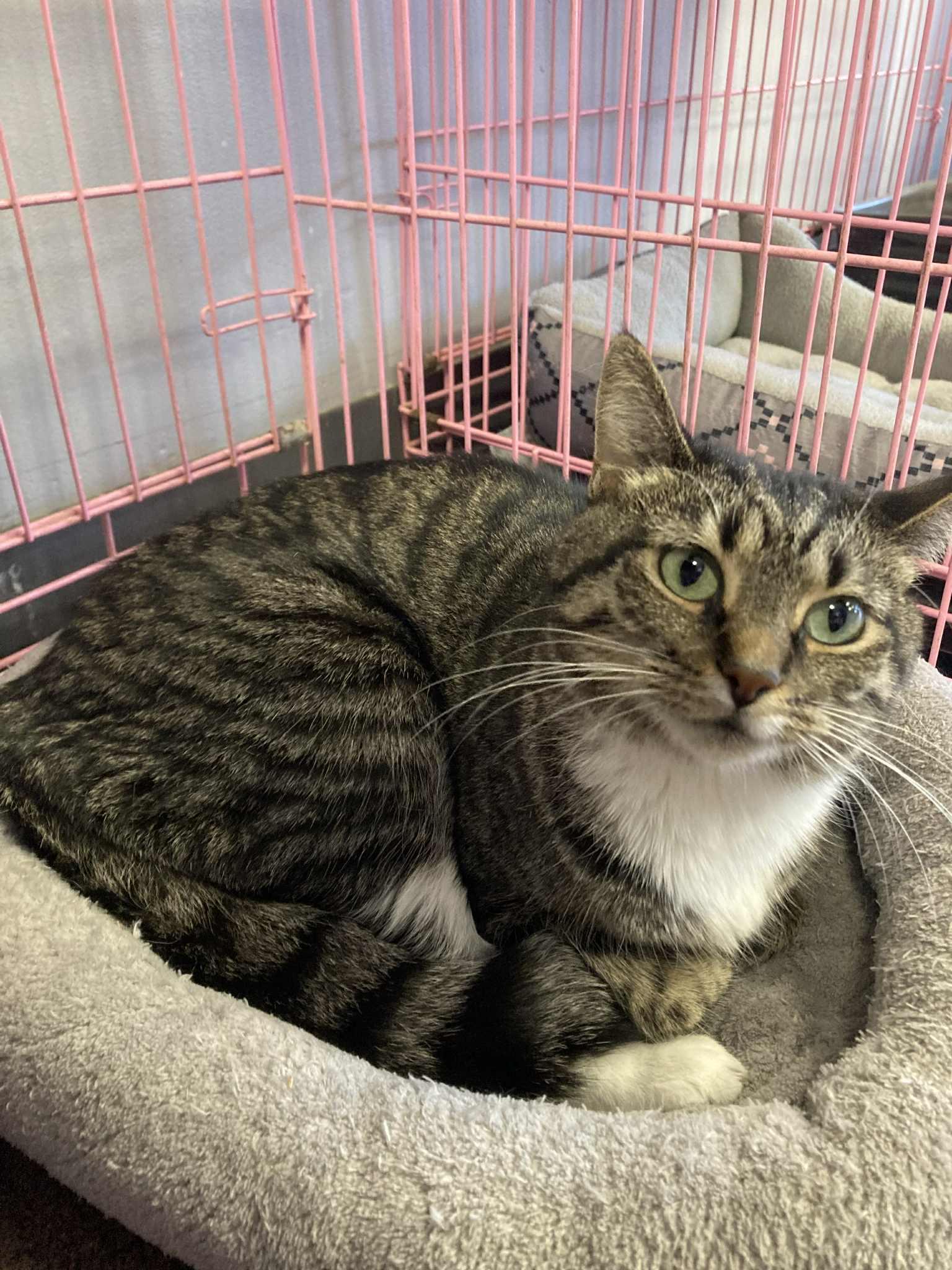 Enlarge Cheesecake  - Must Apply in Person, a Adoptable mixed breed in Georgetown, KY image 2/2