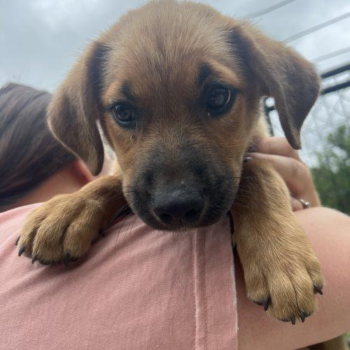 Burt, Adoptable, Puppy Male Mixed Breed.