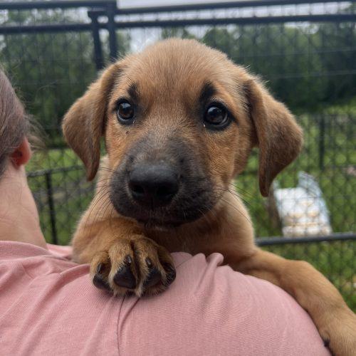 Enlarge Burt, a Adoptable mixed breed in Hamden, CT image 2/5