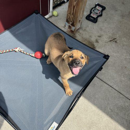 Enlarge Burt, a Adoptable mixed breed in Hamden, CT image 4/5